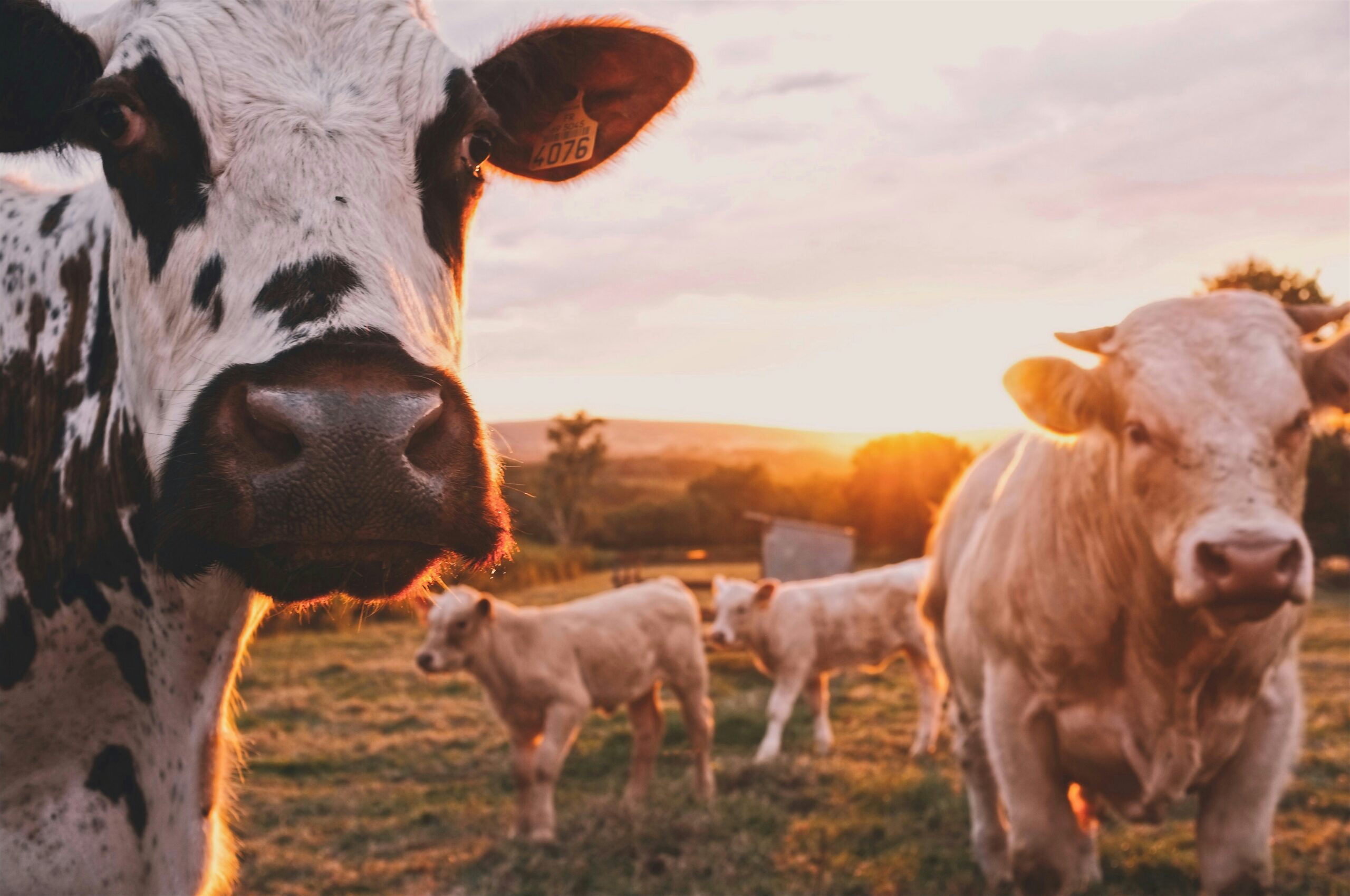 The Compliance Imperative: Why QSRs are Forcing Regenerative Agriculture into the Beef Supply Chain